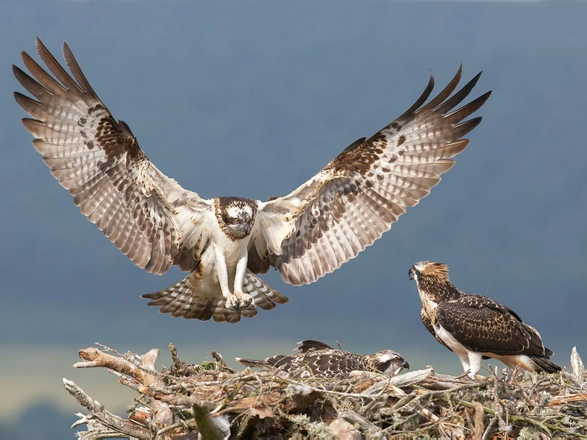 雄鹰在天空中翱翔 - 四虎tv | 生命方舟