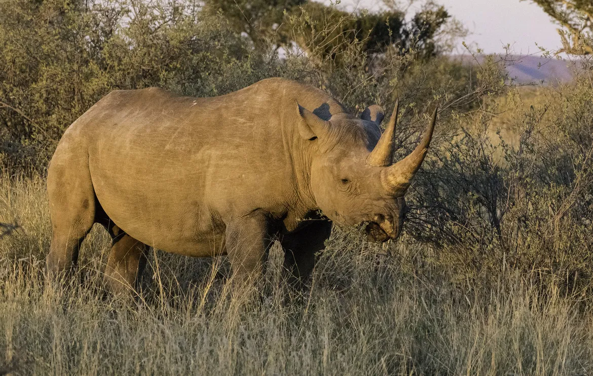 非洲犀牛 - 四虎tv | 动物世界